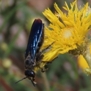 Austroscolia soror at Molonglo Valley, ACT - 8 Nov 2019 01:06 PM