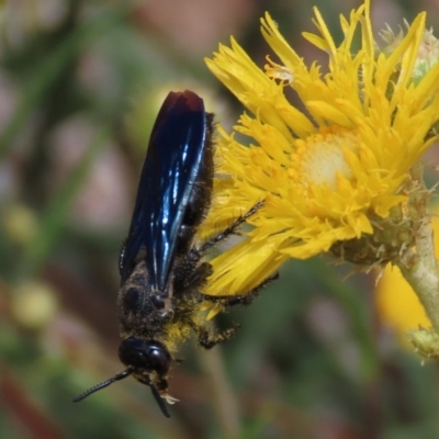 Austroscolia soror (Blue Flower Wasp) at Molonglo Valley, ACT - 8 Nov 2019 by AndyRoo