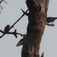 Pardalotus striatus (Striated Pardalote) at Red Hill to Yarralumla Creek - 29 Dec 2019 by JackyF