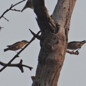 Pardalotus striatus at Hughes, ACT - 30 Dec 2019 07:35 AM