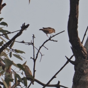 Pardalotus striatus at Hughes, ACT - 30 Dec 2019