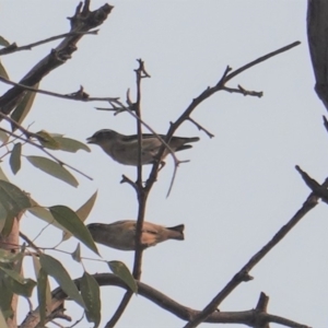 Pardalotus striatus at Hughes, ACT - 30 Dec 2019 07:35 AM