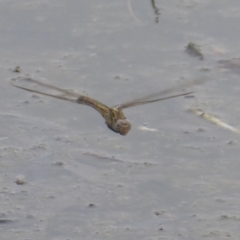 Orthetrum caledonicum (Blue Skimmer) at Isabella Plains, ACT - 6 Jan 2020 by Christine