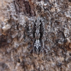 Clynotis severus (Stern Jumping Spider) at Symonston, ACT - 7 Jan 2020 by Christine