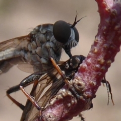 Cerdistus sp. (genus) (Yellow Slender Robber Fly) at Symonston, ACT - 7 Jan 2020 by Christine