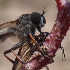 Cerdistus sp. (genus) at Symonston, ACT - 7 Jan 2020