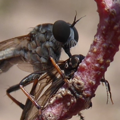 Cerdistus sp. (genus) (Yellow Slender Robber Fly) at Mount Mugga Mugga - 7 Jan 2020 by Christine