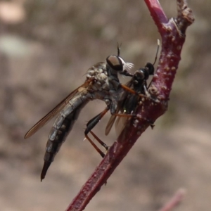 Cerdistus sp. (genus) at Symonston, ACT - 7 Jan 2020