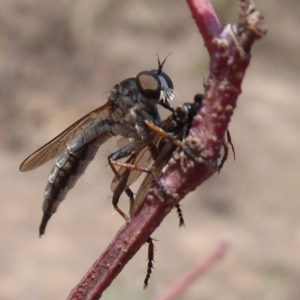 Cerdistus sp. (genus) at Symonston, ACT - 7 Jan 2020