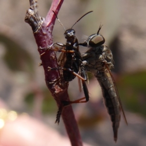 Cerdistus sp. (genus) at Symonston, ACT - 7 Jan 2020