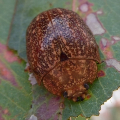 Paropsis variolosa (Variolosa leaf beetle) at Mount Mugga Mugga - 7 Jan 2020 by Christine