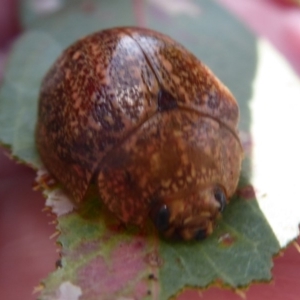 Paropsis variolosa at Symonston, ACT - 7 Jan 2020