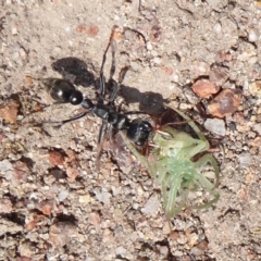 Myrmecia pyriformis (A Bull ant) at Symonston, ACT - 7 Jan 2020 by Christine