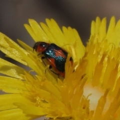 Dicranolaius villosus (Melyrid flower beetle) at Molonglo Valley, ACT - 8 Nov 2019 by AndyRoo