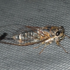 Galanga labeculata (Double-spotted cicada) at Ainslie, ACT - 31 Dec 2019 by jbromilow50