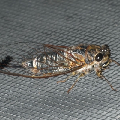 Galanga labeculata (Double-spotted cicada) at Ainslie, ACT - 31 Dec 2019 by jbromilow50