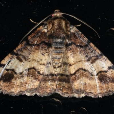 Cryphaea xylina (Woodland Geometrid) at Ainslie, ACT - 31 Dec 2019 by jbromilow50