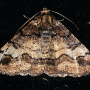 Cryphaea xylina at Ainslie, ACT - 31 Dec 2019