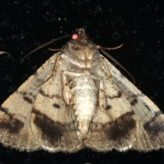 Cryphaea xylina at Ainslie, ACT - 31 Dec 2019