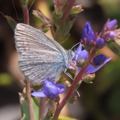 Zizina otis (Common Grass-Blue) at Molonglo Valley, ACT - 8 Nov 2019 by AndrewZelnik