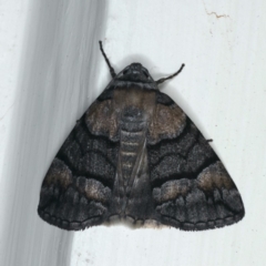 Dysbatus singularis (Dry-country Line-moth) at Ainslie, ACT - 31 Dec 2019 by jb2602