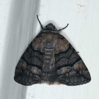 Dysbatus singularis (Dry-country Line-moth) at Ainslie, ACT - 31 Dec 2019 by jb2602