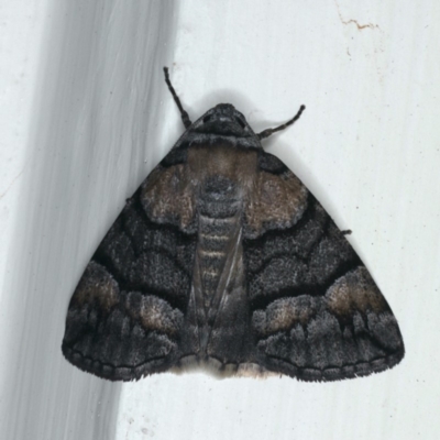 Dysbatus singularis (Dry-country Line-moth) at Ainslie, ACT - 31 Dec 2019 by jbromilow50