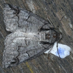Austroterpna paratorna (Rounded Grey (Geometrinae)) at Ainslie, ACT - 31 Dec 2019 by jb2602