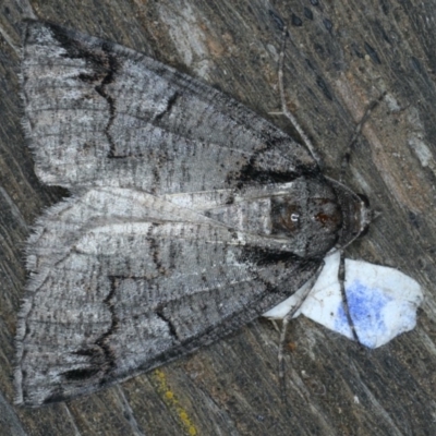 Austroterpna paratorna (Rounded Grey (Geometrinae)) at Ainslie, ACT - 31 Dec 2019 by jb2602