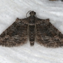 Phrissogonus laticostata (Apple looper moth) at Ainslie, ACT - 30 Dec 2019 by jbromilow50