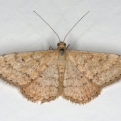 Scopula rubraria (Reddish Wave, Plantain Moth) at Ainslie, ACT - 31 Dec 2019 by jbromilow50