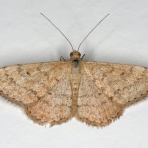 Scopula rubraria at Ainslie, ACT - 31 Dec 2019 08:02 AM