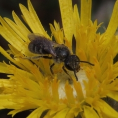 Lasioglossum (Chilalictus) lanarium (Halictid bee) at Molonglo Valley, ACT - 8 Nov 2019 by AndrewZelnik