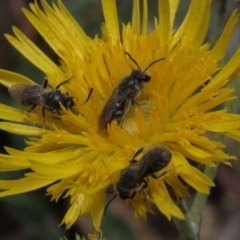 Lasioglossum (Chilalictus) lanarium at Molonglo Valley, ACT - 8 Nov 2019 01:29 PM