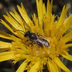 Lasioglossum (Chilalictus) lanarium at Molonglo Valley, ACT - 8 Nov 2019 01:29 PM