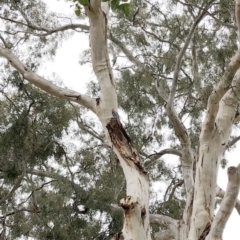 Callocephalon fimbriatum (Gang-gang Cockatoo) at Hughes, ACT - 6 Jan 2020 by ruthkerruish