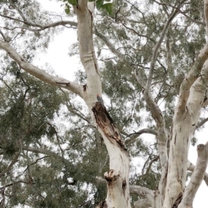 Callocephalon fimbriatum at Hughes, ACT - 7 Jan 2020