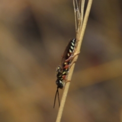 Tiphiidae (family) (Unidentified Smooth flower wasp) at Molonglo Valley, ACT - 8 Nov 2019 by AndyRoo