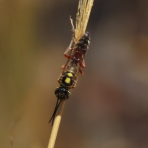 Tiphiidae (family) at Molonglo Valley, ACT - 8 Nov 2019 01:34 PM