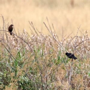 Turdus merula at Fyshwick, ACT - 6 Jan 2020 02:01 PM