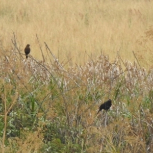 Turdus merula at Fyshwick, ACT - 6 Jan 2020 02:01 PM