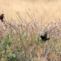 Turdus merula at Fyshwick, ACT - 6 Jan 2020