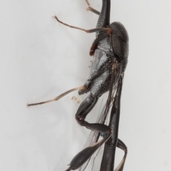 Gasteruption sp. (genus) at Kambah, ACT - 7 Jan 2020