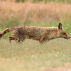 Vulpes vulpes (Red Fox) at Fyshwick, ACT - 6 Jan 2020 by RodDeb