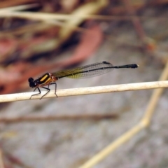 Nososticta solida (Orange Threadtail) at Jerrabomberra Wetlands - 6 Jan 2020 by RodDeb