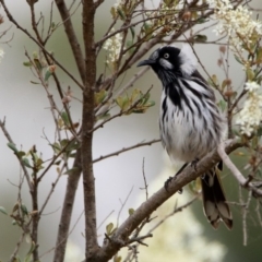 Phylidonyris novaehollandiae (New Holland Honeyeater) at Jerrabomberra Wetlands - 6 Jan 2020 by RodDeb