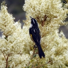 Phylidonyris novaehollandiae at Fyshwick, ACT - 6 Jan 2020