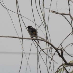 Phylidonyris novaehollandiae at Fyshwick, ACT - 6 Jan 2020