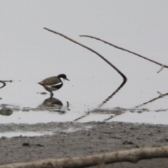 Erythrogonys cinctus at Fyshwick, ACT - 6 Jan 2020