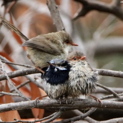 Malurus cyaneus (Superb Fairywren) at Fyshwick, ACT - 5 Jan 2020 by RodDeb